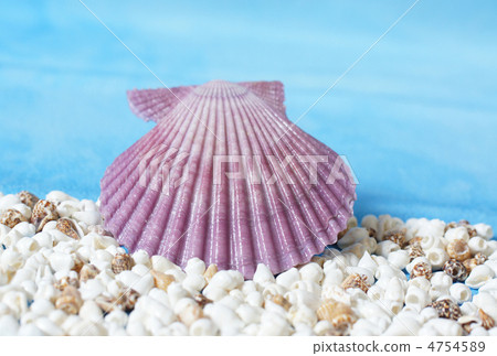 紫色紅蘿蔔貝類 紫色紅蘿蔔貝類 4754589