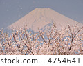 櫻花暴風雪和富士山 4754641
