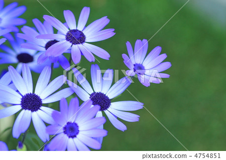 cineraria 4754851