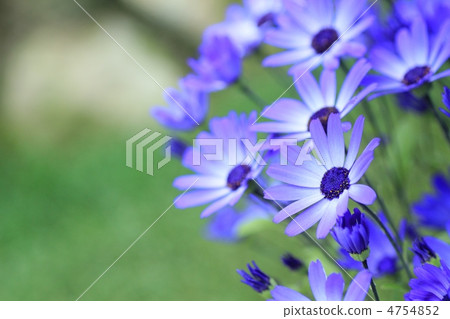 瓜葉菊 4754852