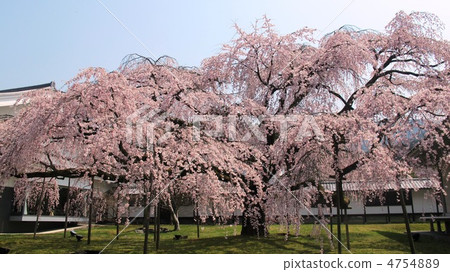 Daigo-ji Temple of Buddhist Temple 4754889