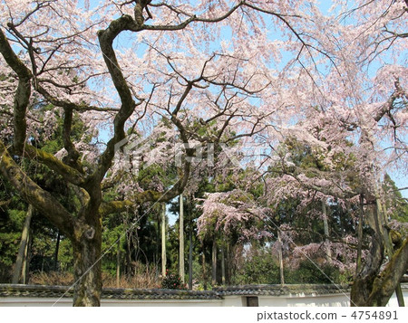 Buddy cherry blossoms at Daigoji Sanrihoin Temple 4754891