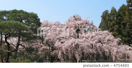在Daigoji Sanrihoin寺的Buddy櫻花 4754893