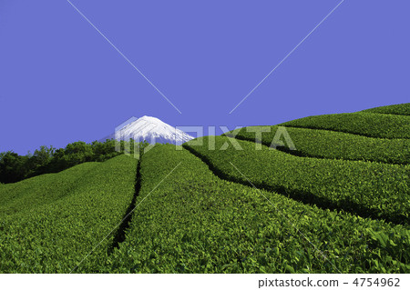茶園 茶園 4754962