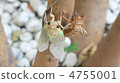 Cicadas 4755001