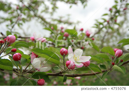 Apple flowers Apple flowers 4755076