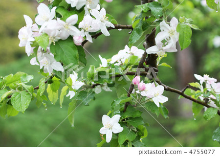 Apple flowers Apple flowers 4755077