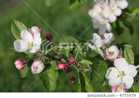 Apple flowers Apple flowers 4755079