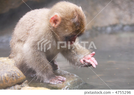 可愛的手 可愛的手 4755296