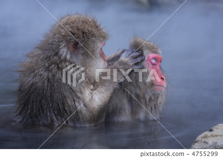 Monkeys on hot springs 4755299