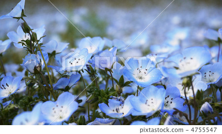 Nemophila Nemophila 4755547