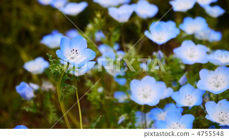 Nemophila Nemophila 4755548