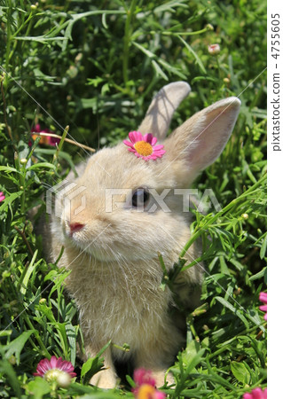 Netherland dwarf spring spring 4755605
