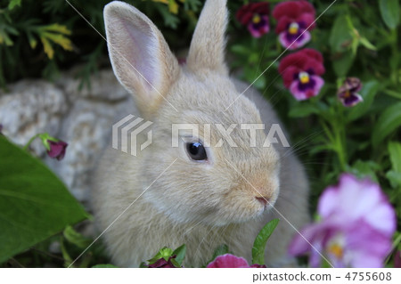 荷蘭侏儒兔 4755608