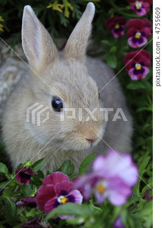 荷蘭矮人 4755609