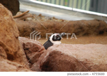 企鵝 企鵝 4755680