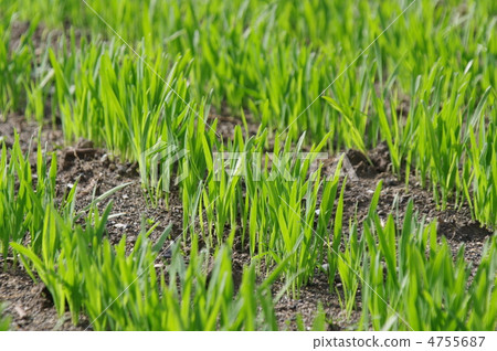 燕麥種植 4755687