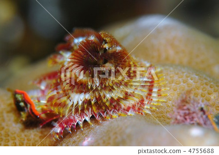 大旋鰓蟲 大旋鰓蟲 4755688