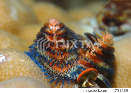 Ibarakkasashi 4755689