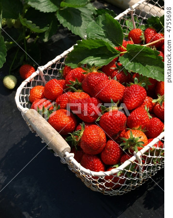 Strawberry Harvest, Basket In, Garden Garden Strawberry Harvest, Basket In, Garden Garden 4755698