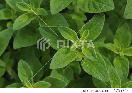 Oregano Oregano 4755754