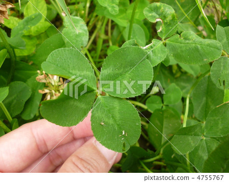幸福的幸福四葉三葉草 4755767