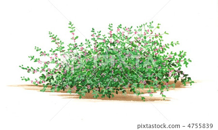 Hagi（Hagi）植物的圖畫手寫的例證 4755839
