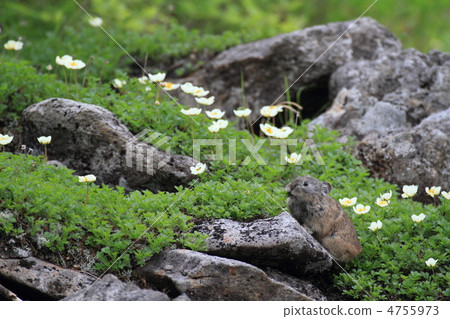 Flower gardens of Tinglingma and Nagi rabbit 4755973