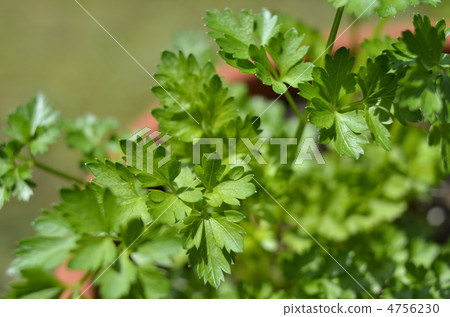 Italian parsley Italian parsley 4756230