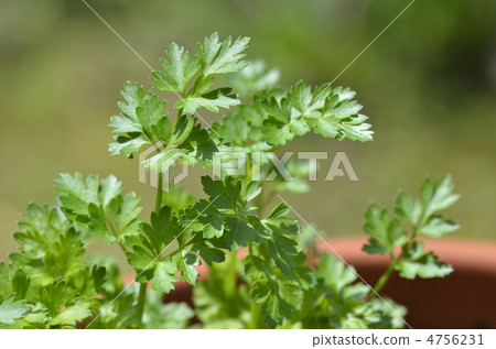 意大利歐芹 4756231