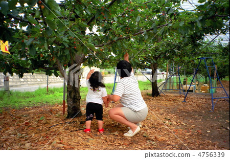 櫻桃的父母和孩子 4756339