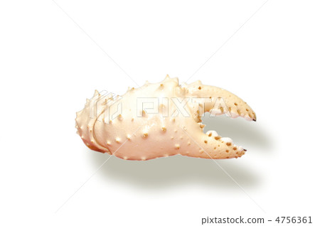 Crab claw 4756361
