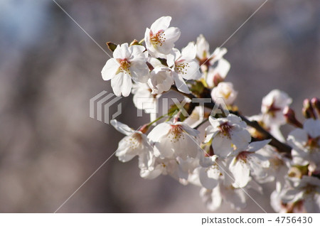Cherry Blossoms Cherry Blossoms 4756430