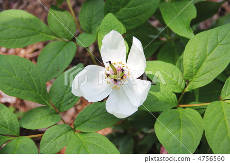 Yamazakiyaku 4756560