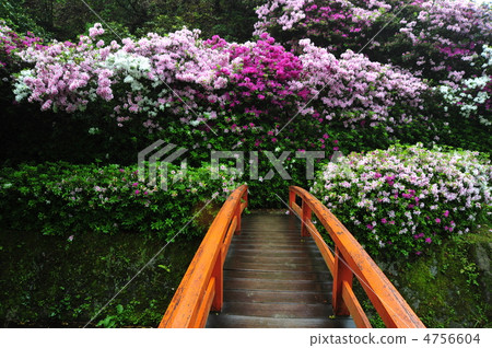 Azalea at Mimurotoji Temple in Kyoto 4756604