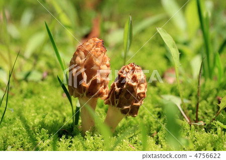 Amigasatake Amigasatake 4756622