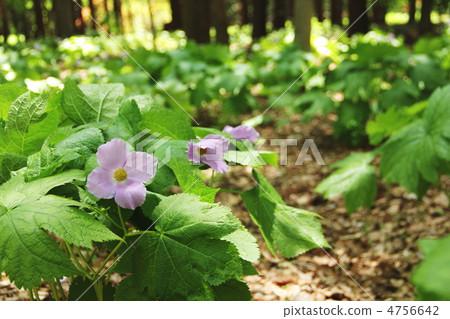 鵂雞爪 鵂雞爪 4756642