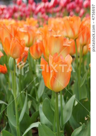 鬱金香橙色皇帝 鬱金香橙色皇帝 4756697