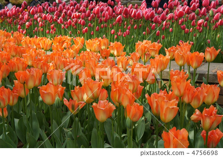 鬱金香橙色皇帝 4756698