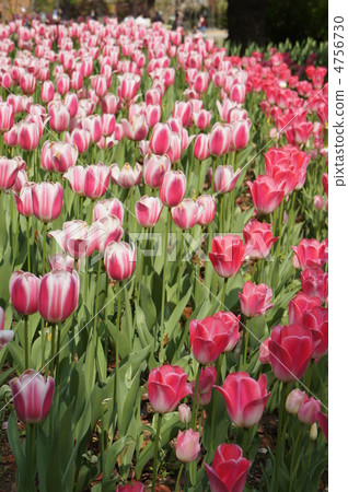 鬱金香王朝 4756730