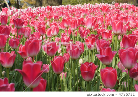 鬱金香王朝 4756731