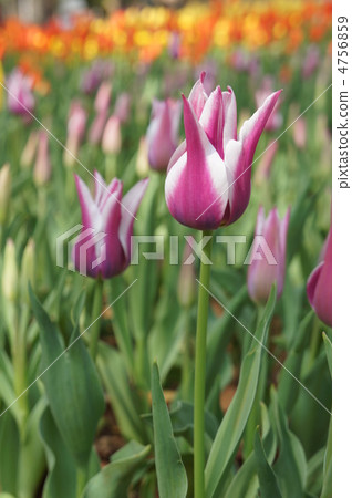 Tulip ballade 4756859