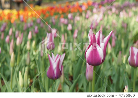 Tulip ballade Tulip ballade 4756860