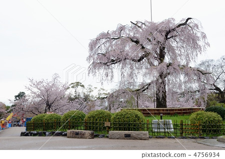 在丸山公園垂枝櫻花 4756934