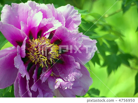 Peony Peony 4756950