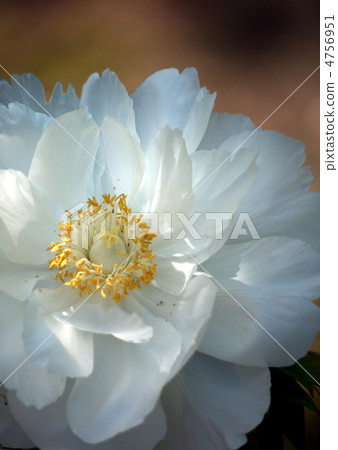 Peony Peony 4756951