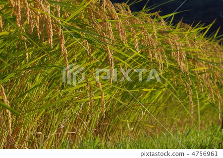 Paddy field Paddy field 4756961