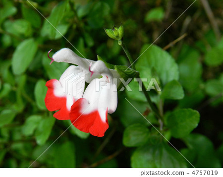 Salvia · Microfila Hot Lips 4757019