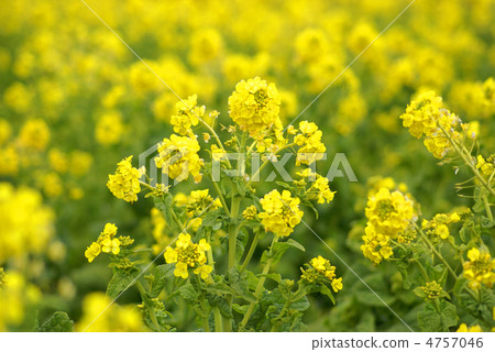 Rape blossoms 4757046