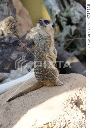 meerkat meerkat 4757116